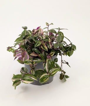 Traescantia Zebrina 'Quadricolour' 12cm Pot Houseplant