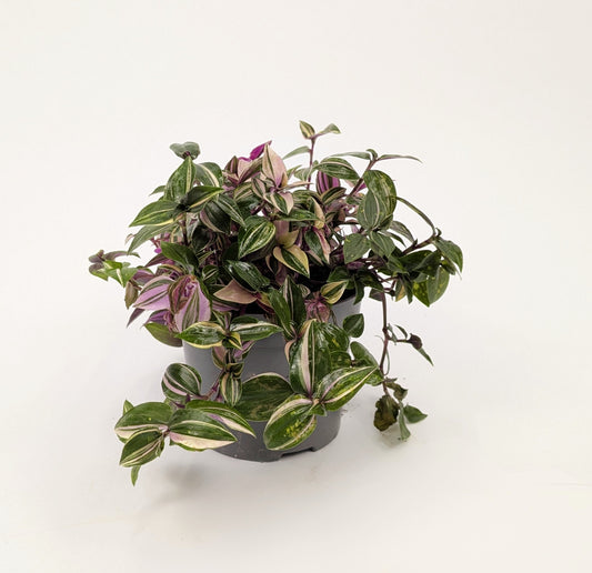 Traescantia Zebrina 'Quadricolour' 12cm Pot Houseplant
