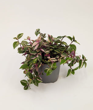 Traescantia Zebrina 'Quadricolour' 12cm Pot Houseplant