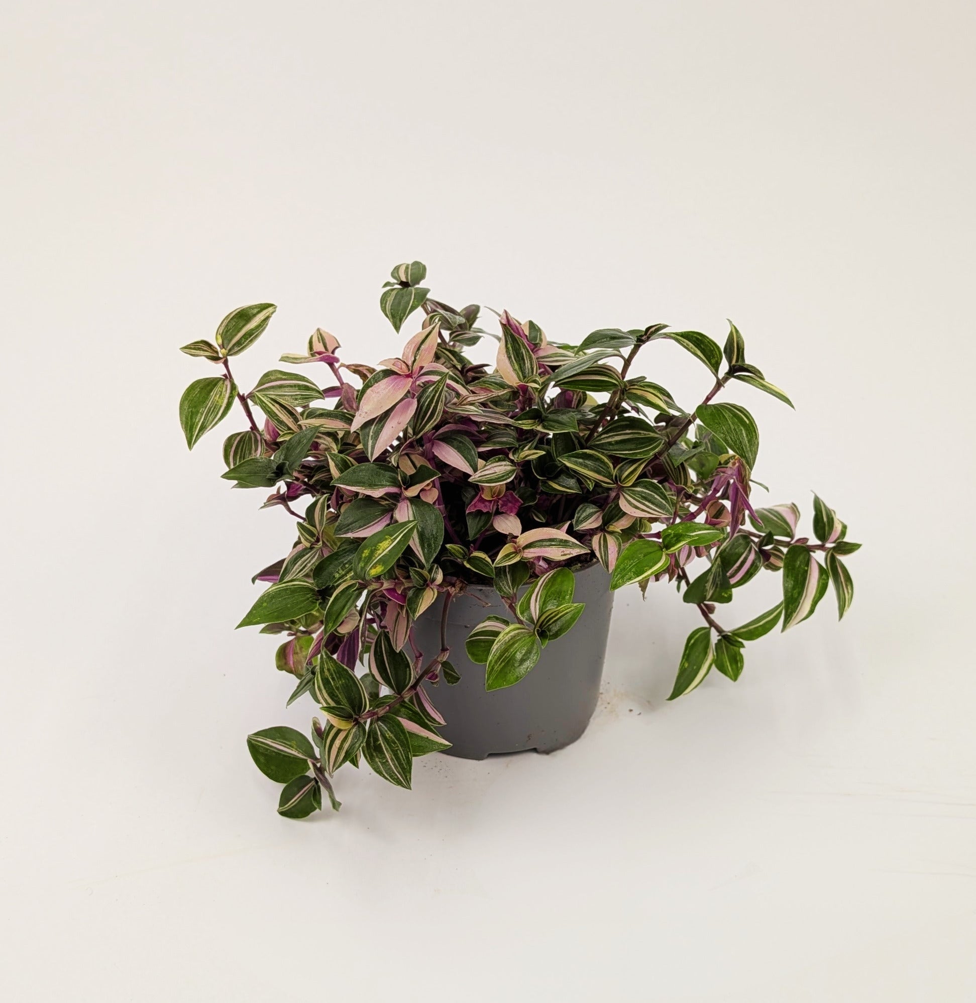 Traescantia Zebrina 'Quadricolour' 12cm Pot Houseplant