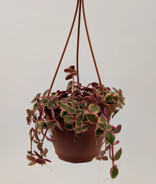 Crassula Marginalis Succulent in 12cm Hanging Pot