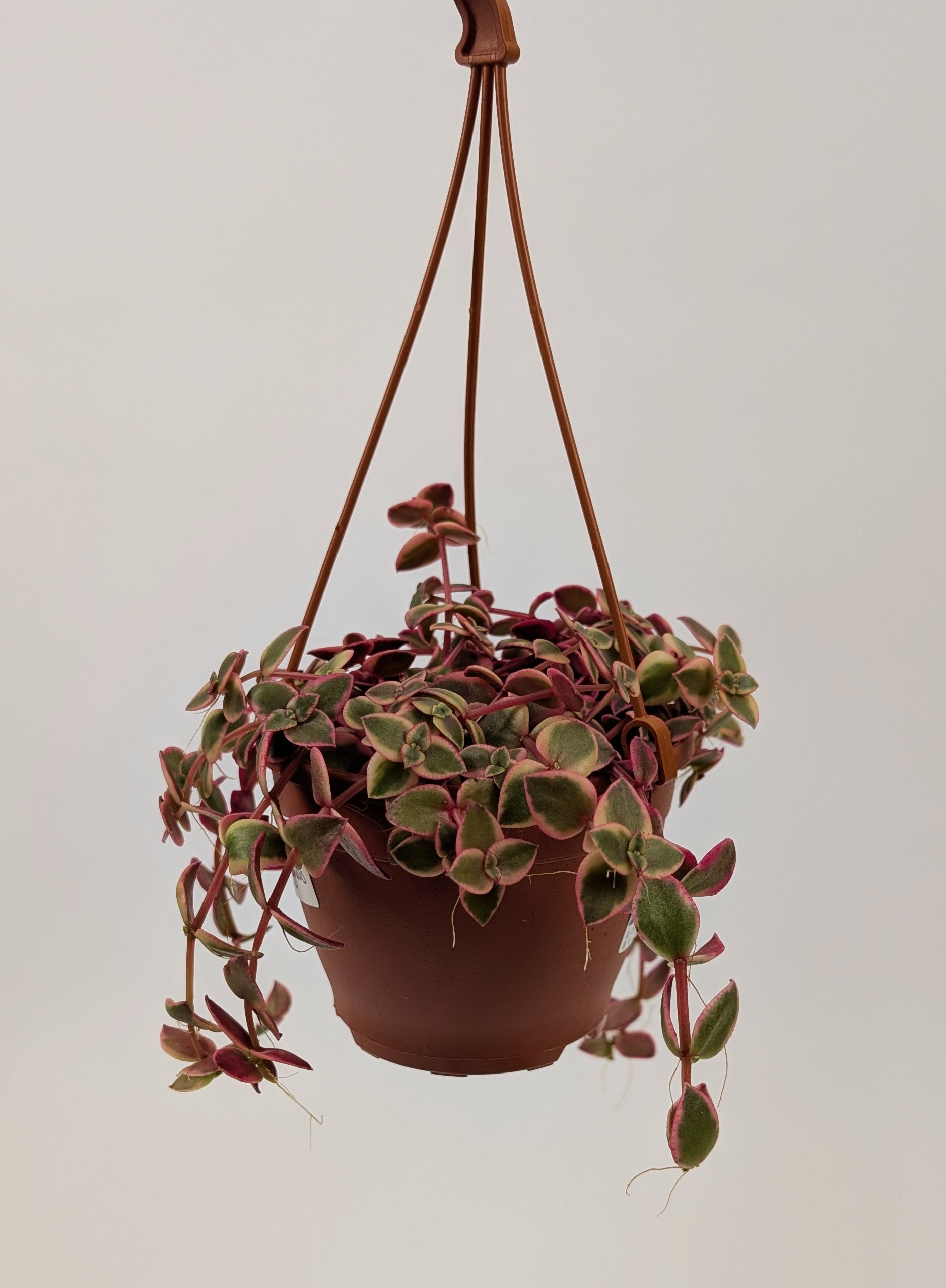 Crassula Marginalis Succulent in 12cm Hanging Pot
