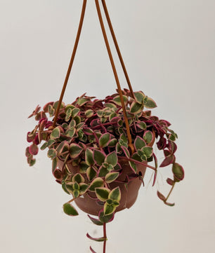 Crassula Marginalis Succulent in 12cm Hanging Pot