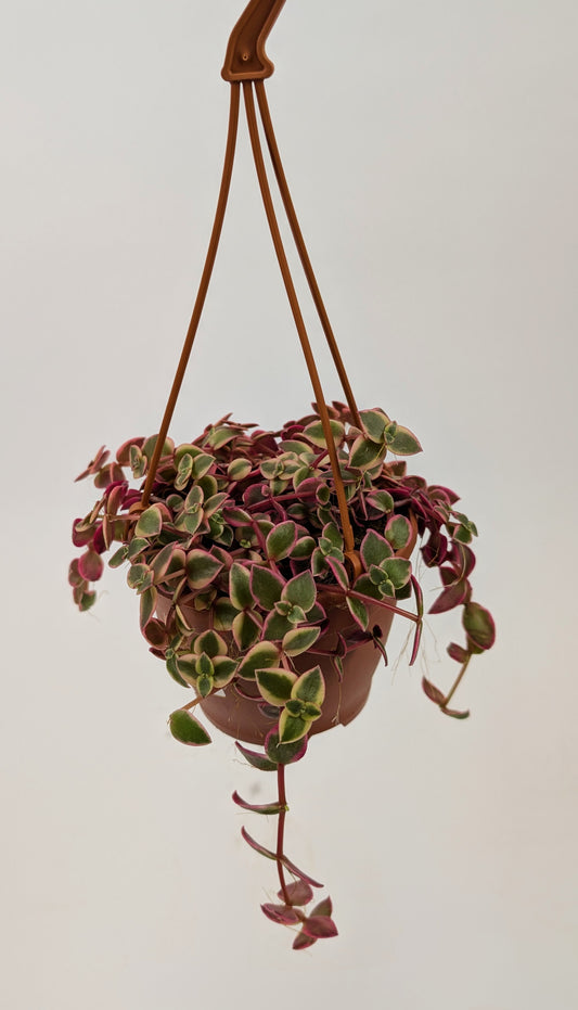 Crassula Marginalis Succulent in 12cm Hanging Pot