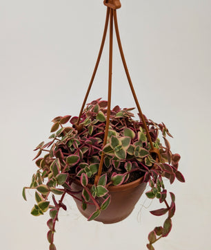 Crassula Marginalis Succulent in 12cm Hanging Pot