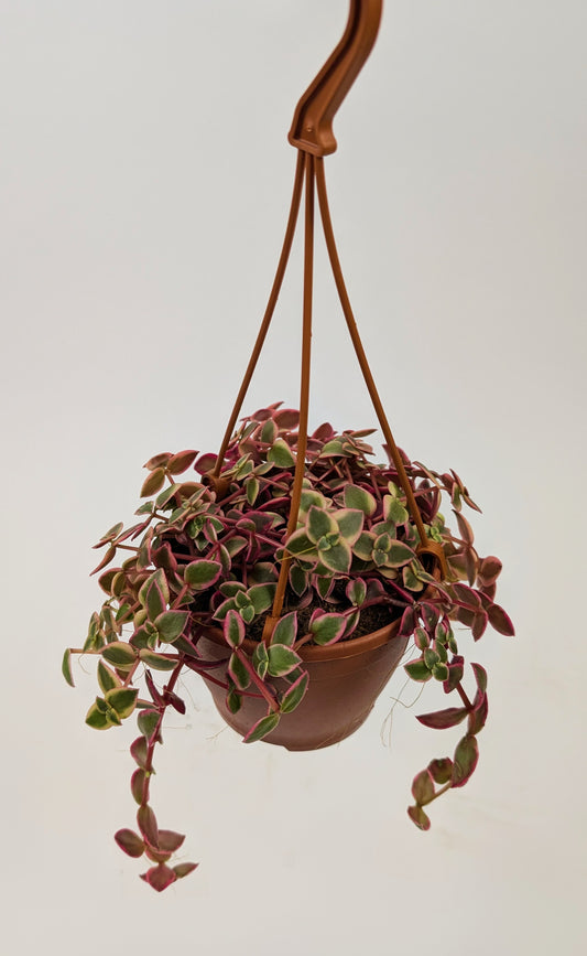 Crassula Marginalis Succulent in 12cm Hanging Pot