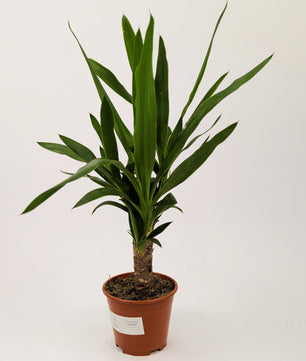30 - 40cm Yucca Elephantipes 12cm Pot Houseplant