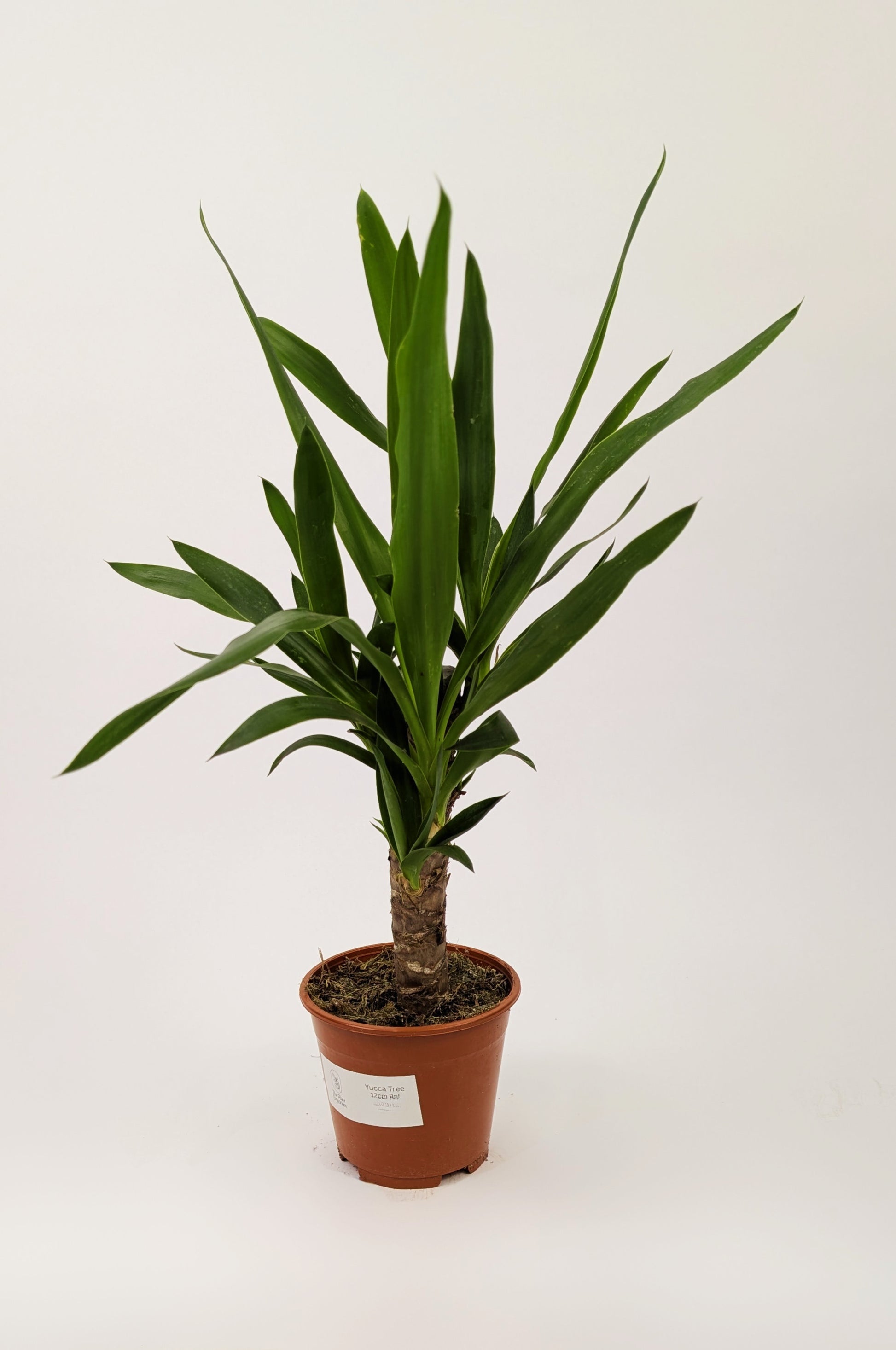 30 - 40cm Yucca Elephantipes 12cm Pot Houseplant