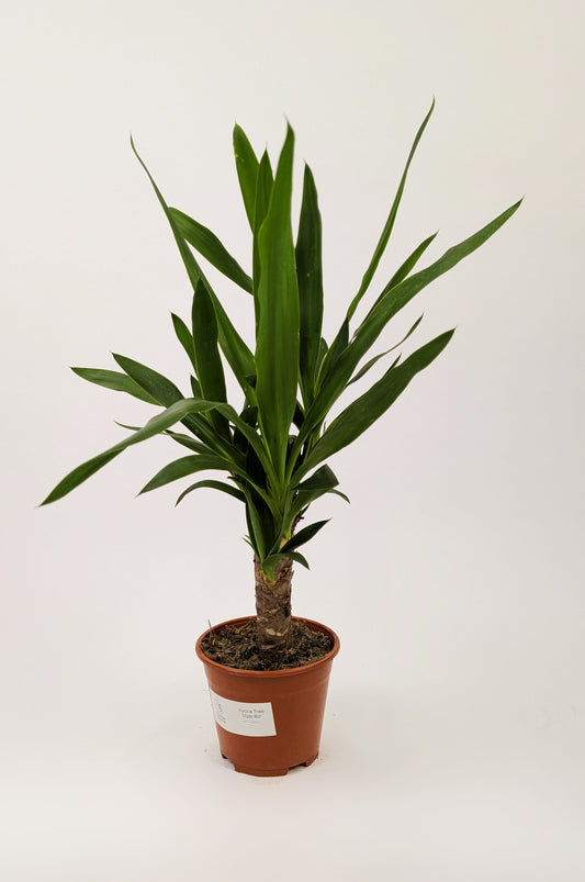30 - 40cm Yucca Elephantipes 12cm Pot Houseplant