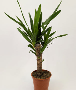 30 - 40cm Yucca Elephantipes 12cm Pot Houseplant