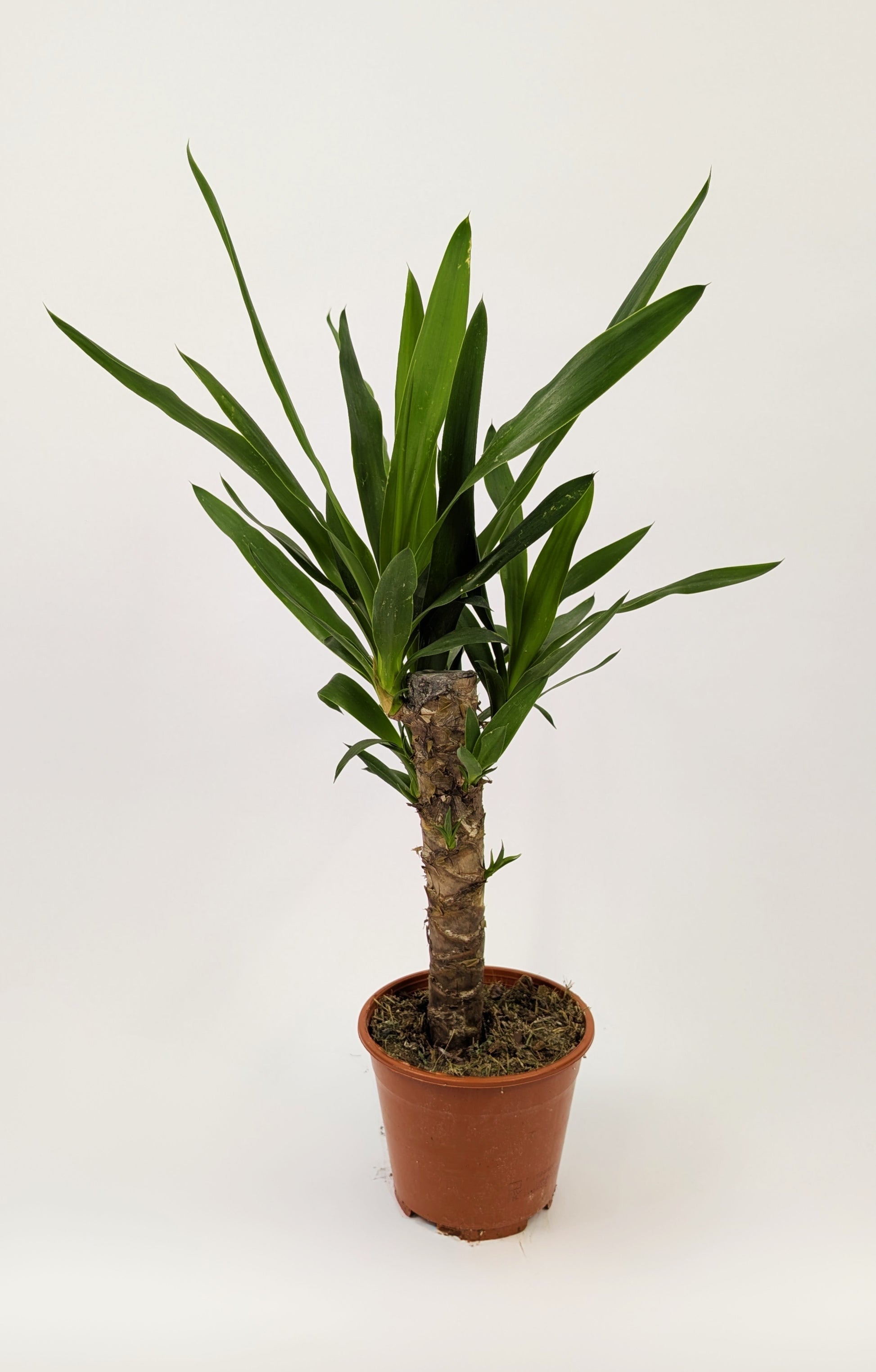 30 - 40cm Yucca Elephantipes 12cm Pot Houseplant