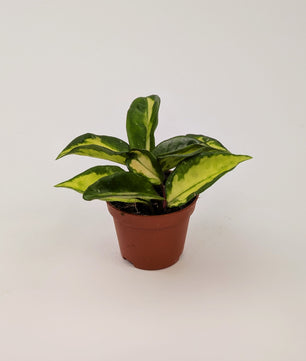 Hoya Carnosa Tri-Colour 5.5cm Pot Baby Houseplant
