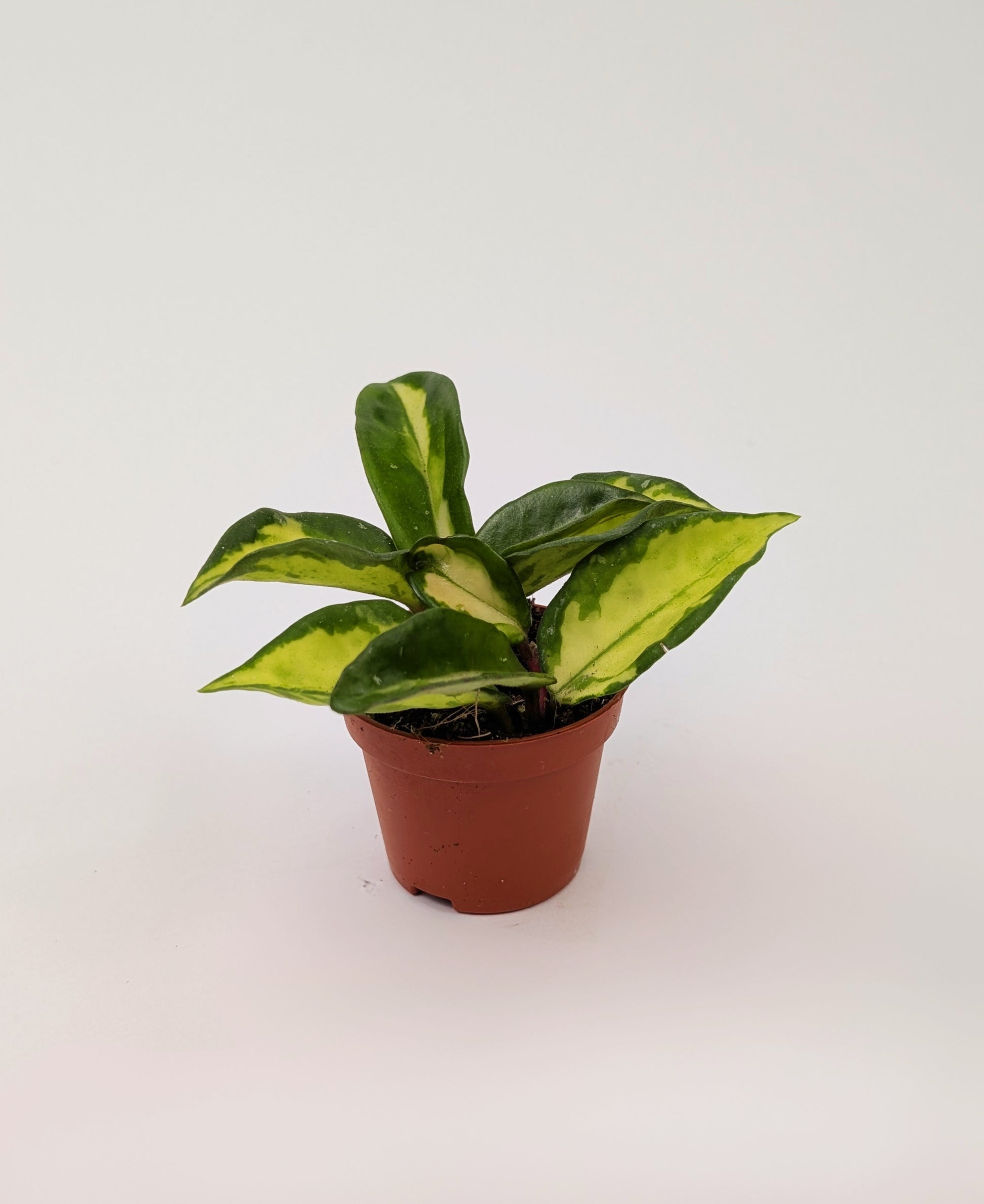 Hoya Carnosa Tri-Colour 5.5cm Pot Baby Houseplant
