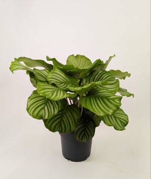Calathea Orbifolia Prayer Plant 21cm Pot Houseplant