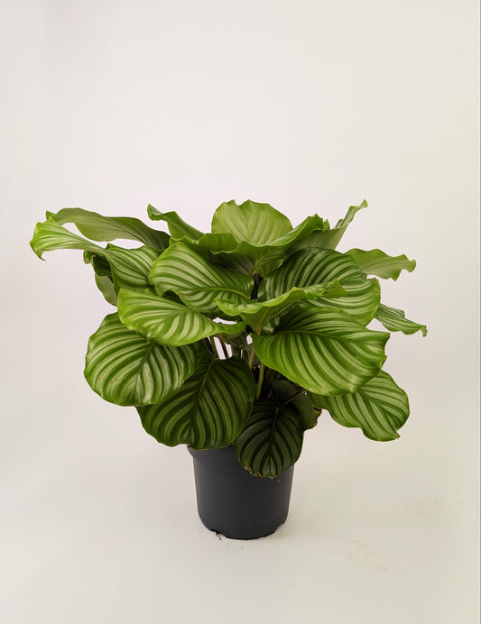 Calathea Orbifolia Prayer Plant 21cm Pot Houseplant