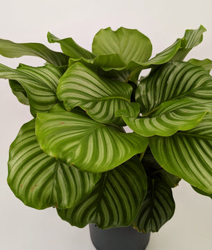 Calathea Orbifolia Prayer Plant 21cm Pot Houseplant