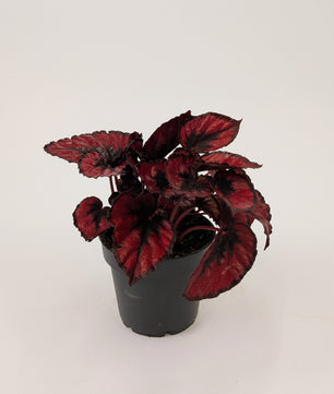 Begonia Rex "Red Bull" Magic 12cm Pot Houseplant