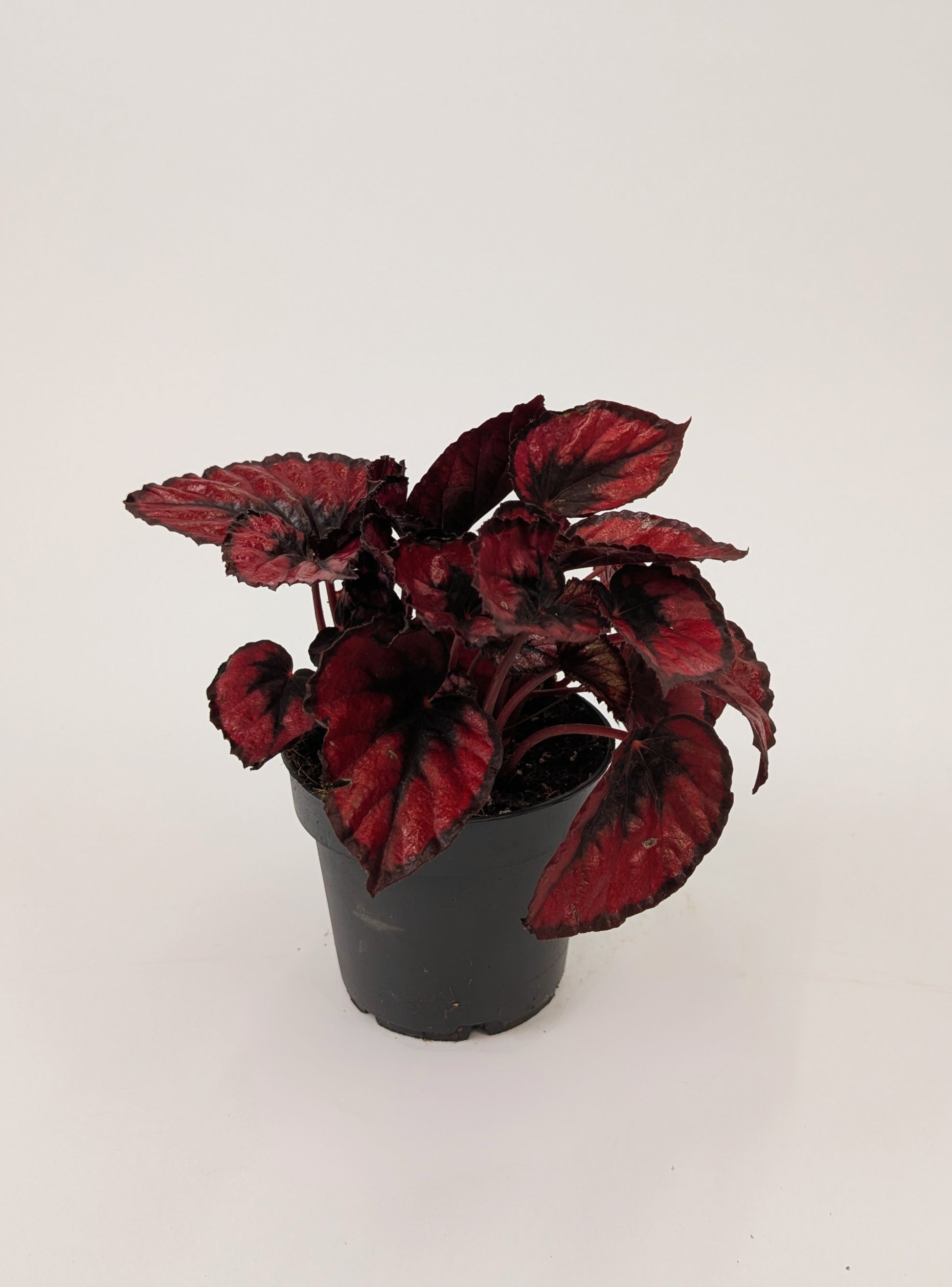 Begonia Rex "Red Bull" Magic 12cm Pot Houseplant