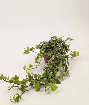 20 - 30cm Hedera Helix Variegated Ivy Houseplant 12cm Pot Houseplant
