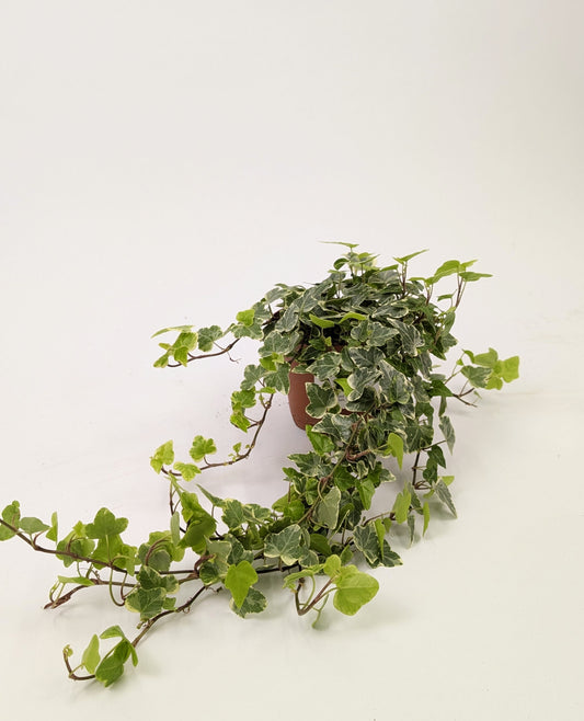 20 - 30cm Hedera Helix Variegated Ivy Houseplant 12cm Pot Houseplant