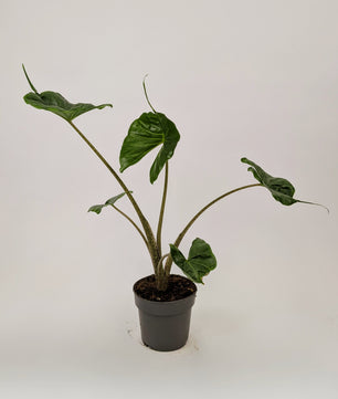 40 - 50cm Alocasia Stingray 14cm Pot Houseplant