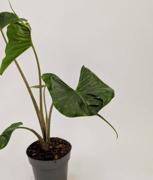 40 - 50cm Alocasia Stingray 14cm Pot Houseplant