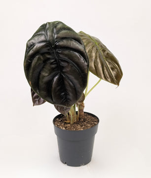 Alocasia Cuprea Red 12cm Pot Houseplant