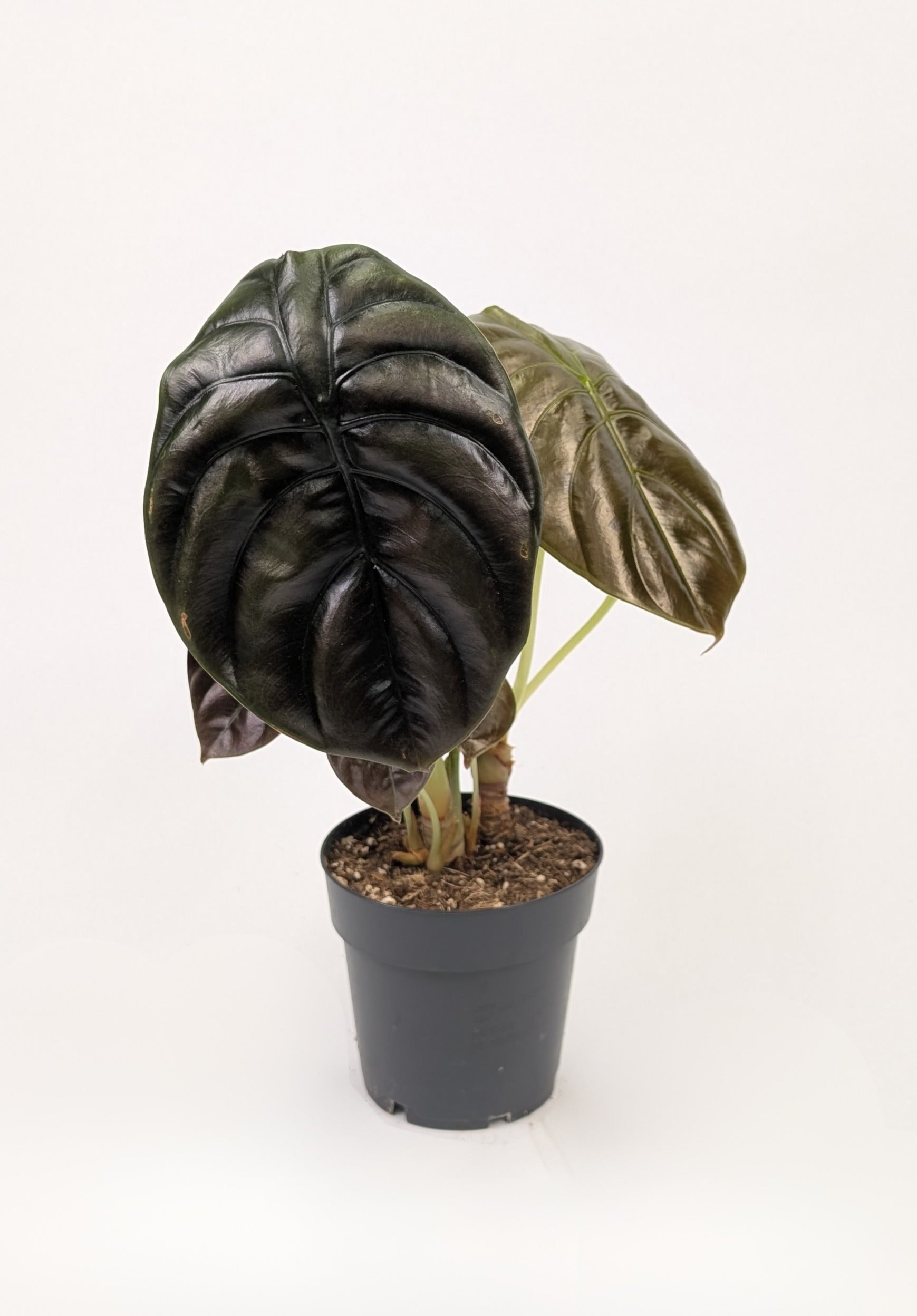 Alocasia Cuprea Red 12cm Pot Houseplant