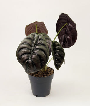 Alocasia Cuprea Red 12cm Pot Houseplant