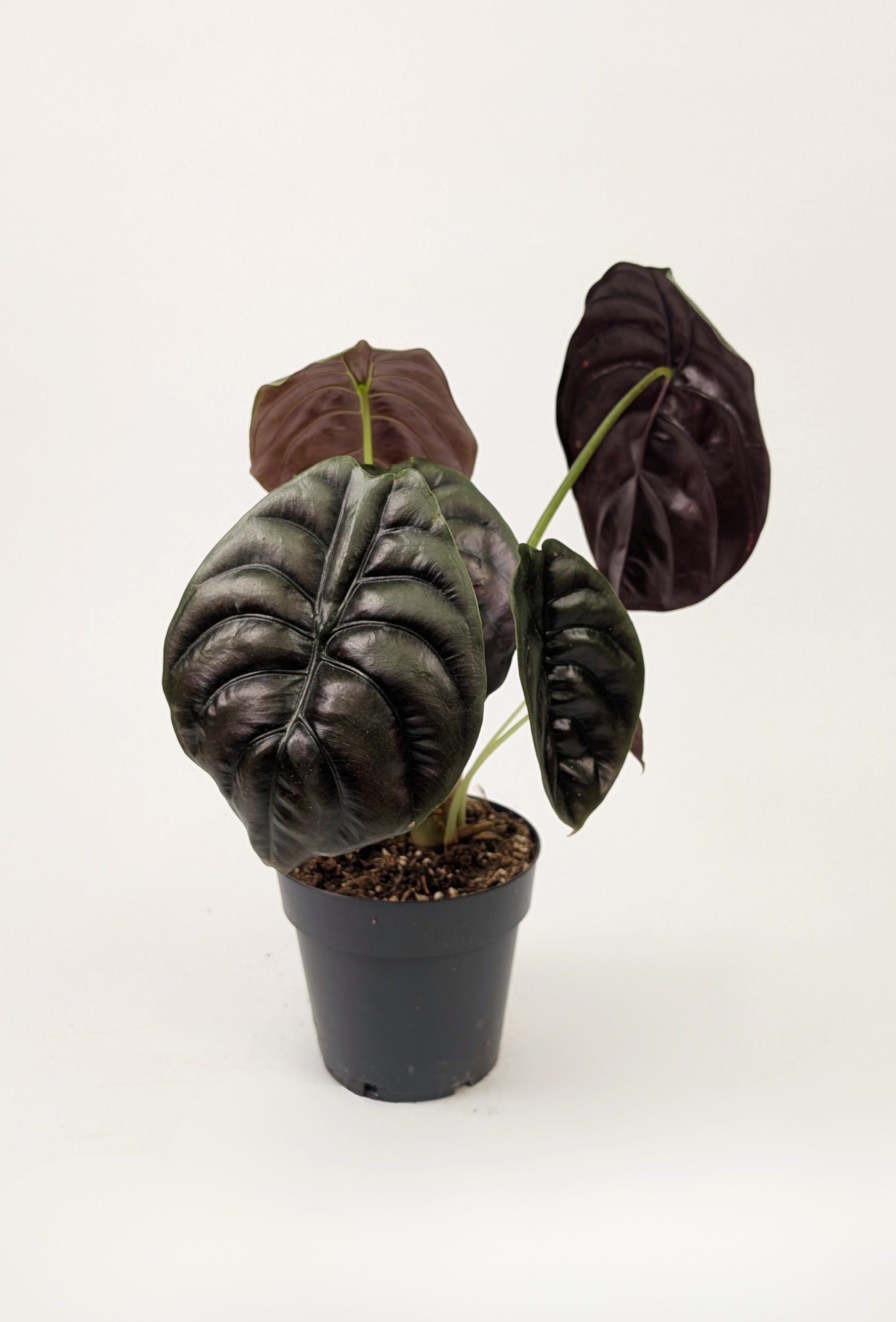 Alocasia Cuprea Red 12cm Pot Houseplant