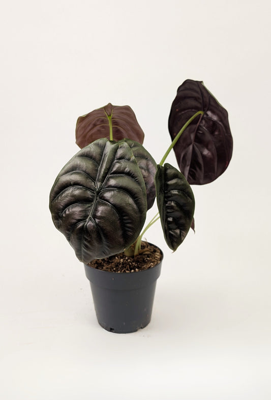 Alocasia Cuprea Red 12cm Pot Houseplant
