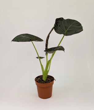 Alocasia Regal Shields 12cm Pot Houseplant