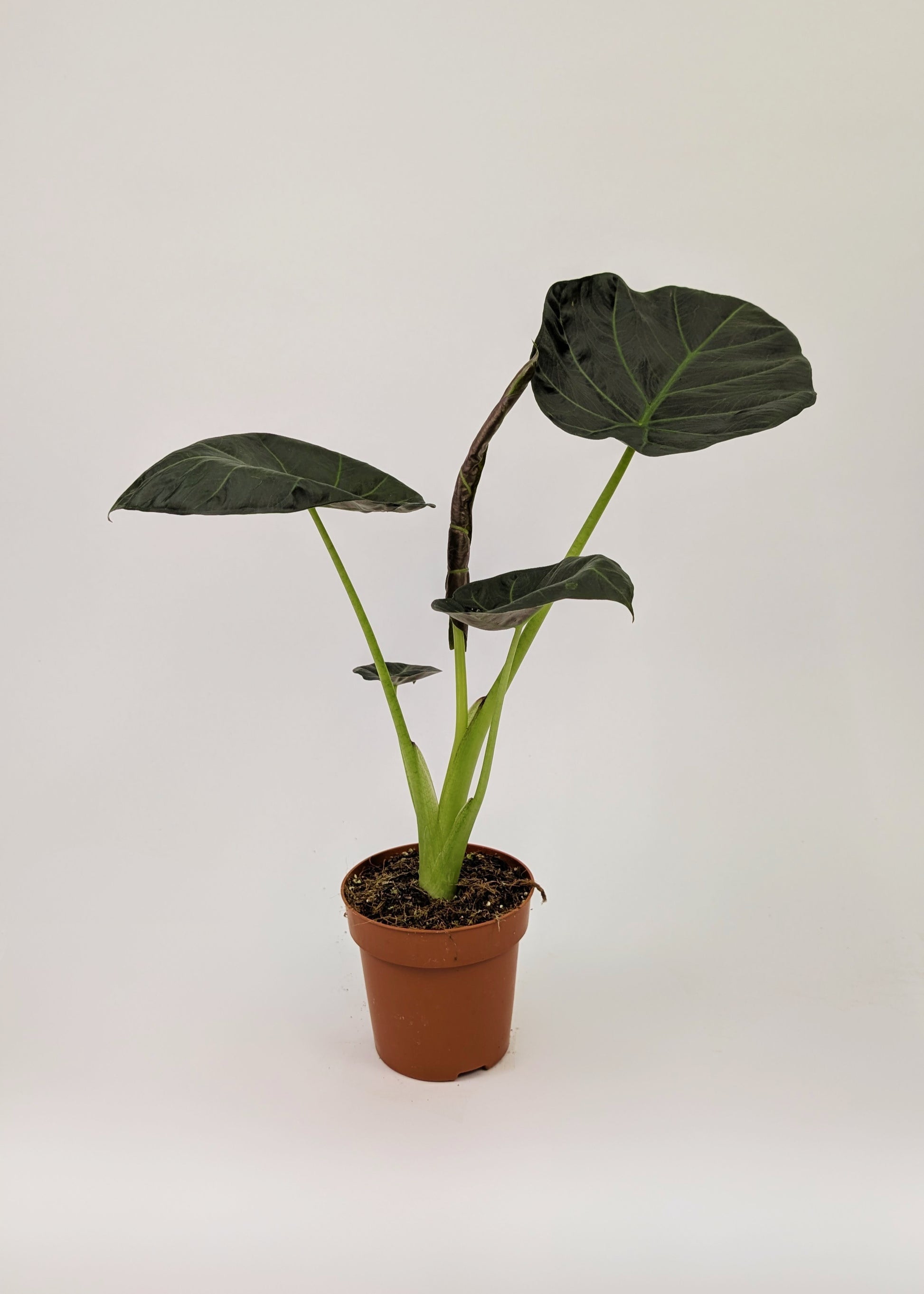 Alocasia Regal Shields 12cm Pot Houseplant