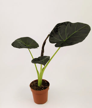 Alocasia Regal Shields 12cm Pot Houseplant