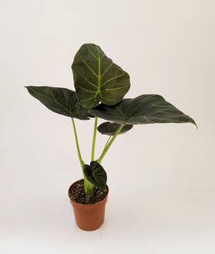 Alocasia Regal Shields 12cm Pot Houseplant