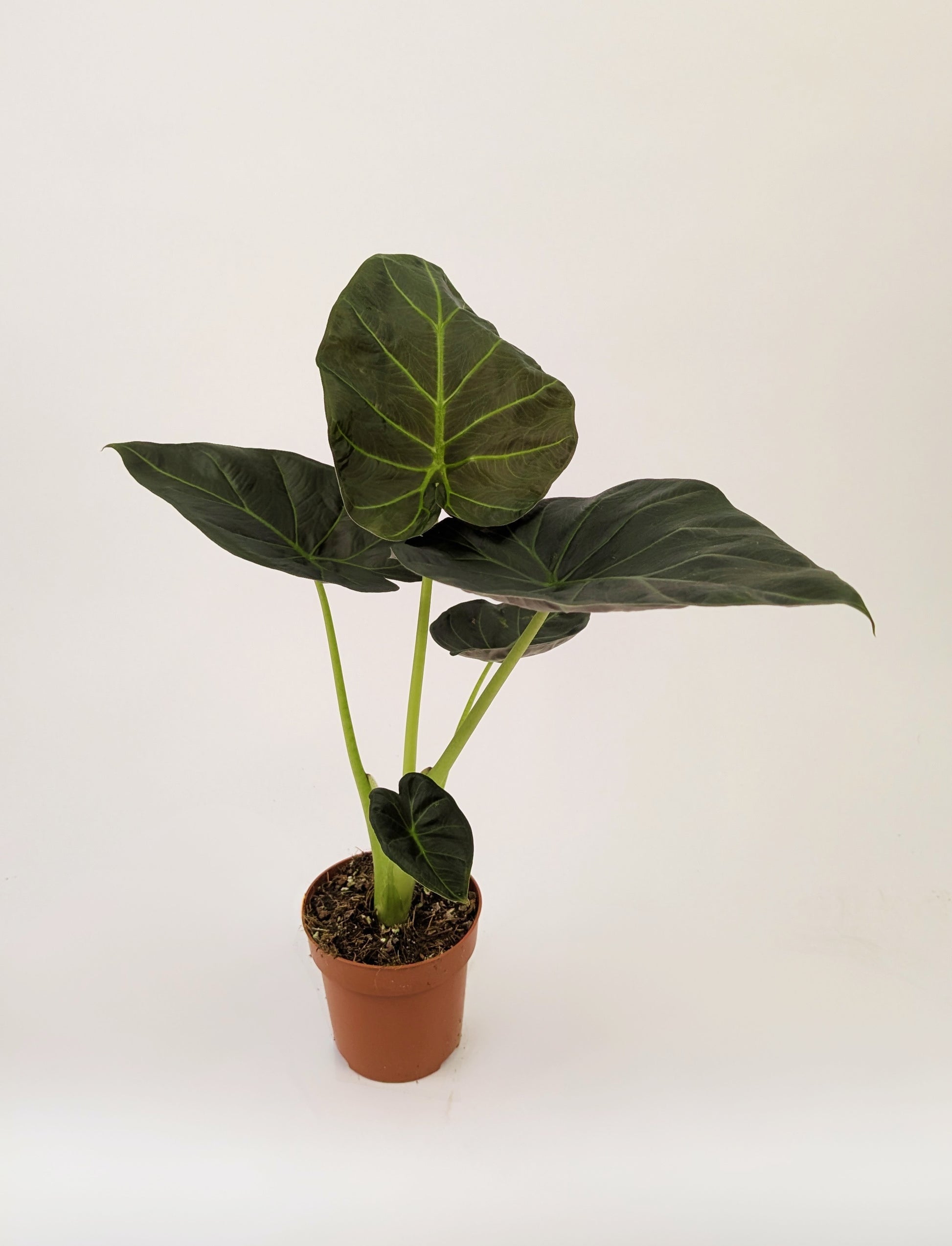 Alocasia Regal Shields 12cm Pot Houseplant