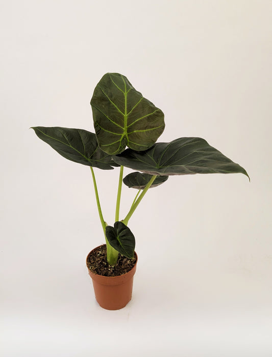 Alocasia Regal Shields 12cm Pot Houseplant