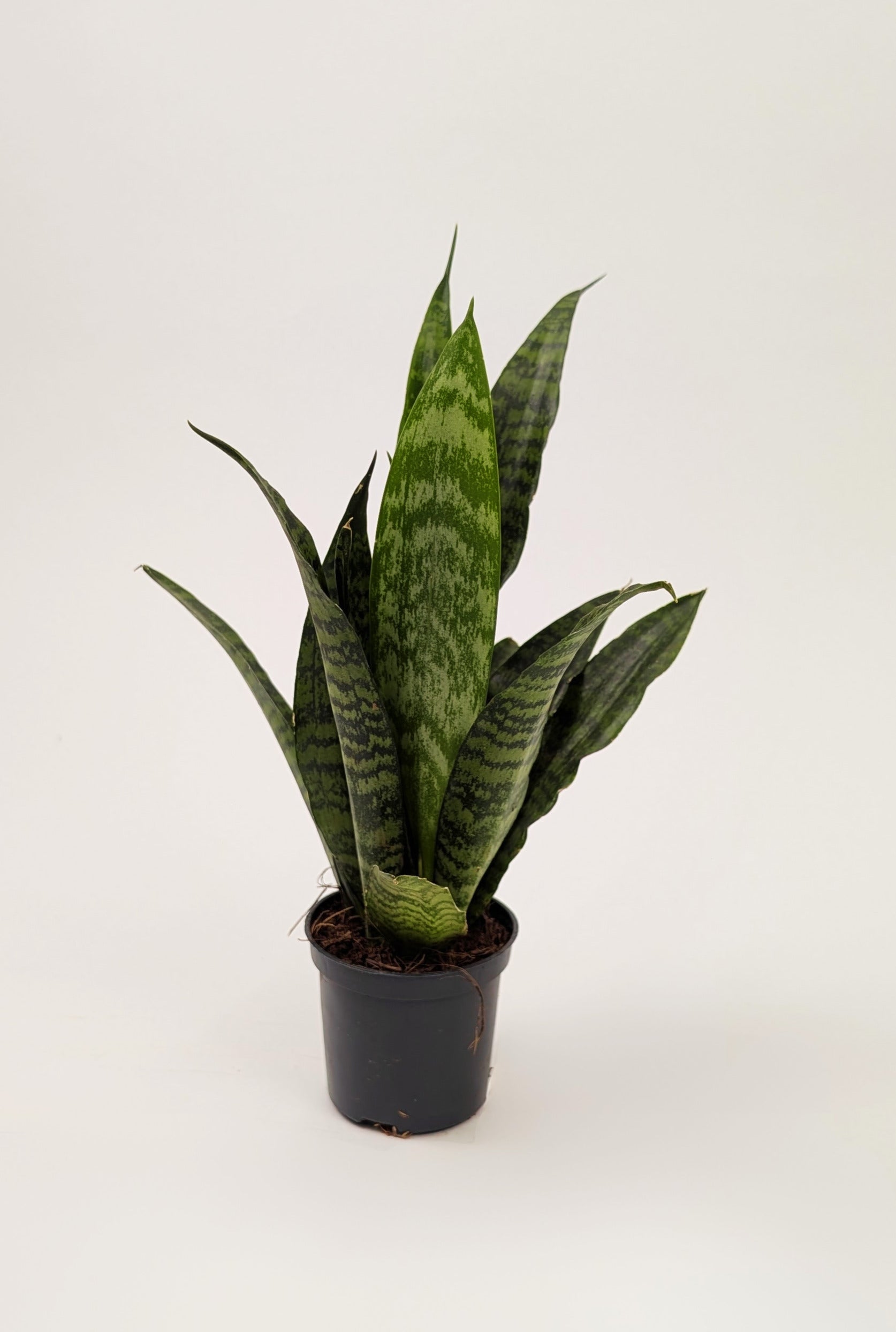 Sansevieria Trifasciata Zeylanica 8cm Pot Houseplant