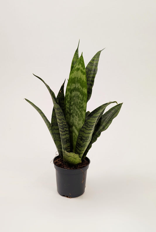Sansevieria Trifasciata Zeylanica 8cm Pot Houseplant