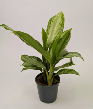 Aglaonema ‘Silver Bay’ Chinese Evergreen 12cm Pot House Plant
