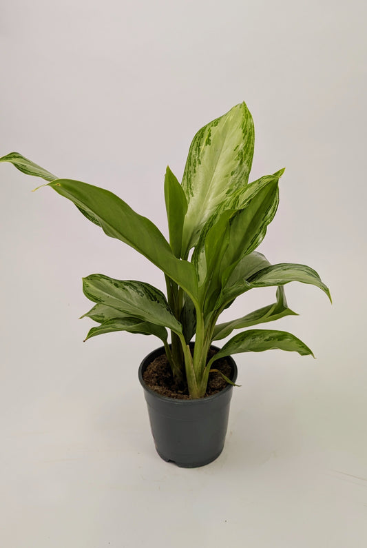 Aglaonema ‘Silver Bay’ Chinese Evergreen 12cm Pot House Plant