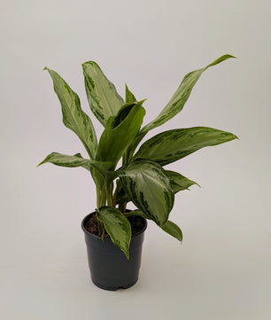 Aglaonema ‘Silver Bay’ Chinese Evergreen 12cm Pot House Plant