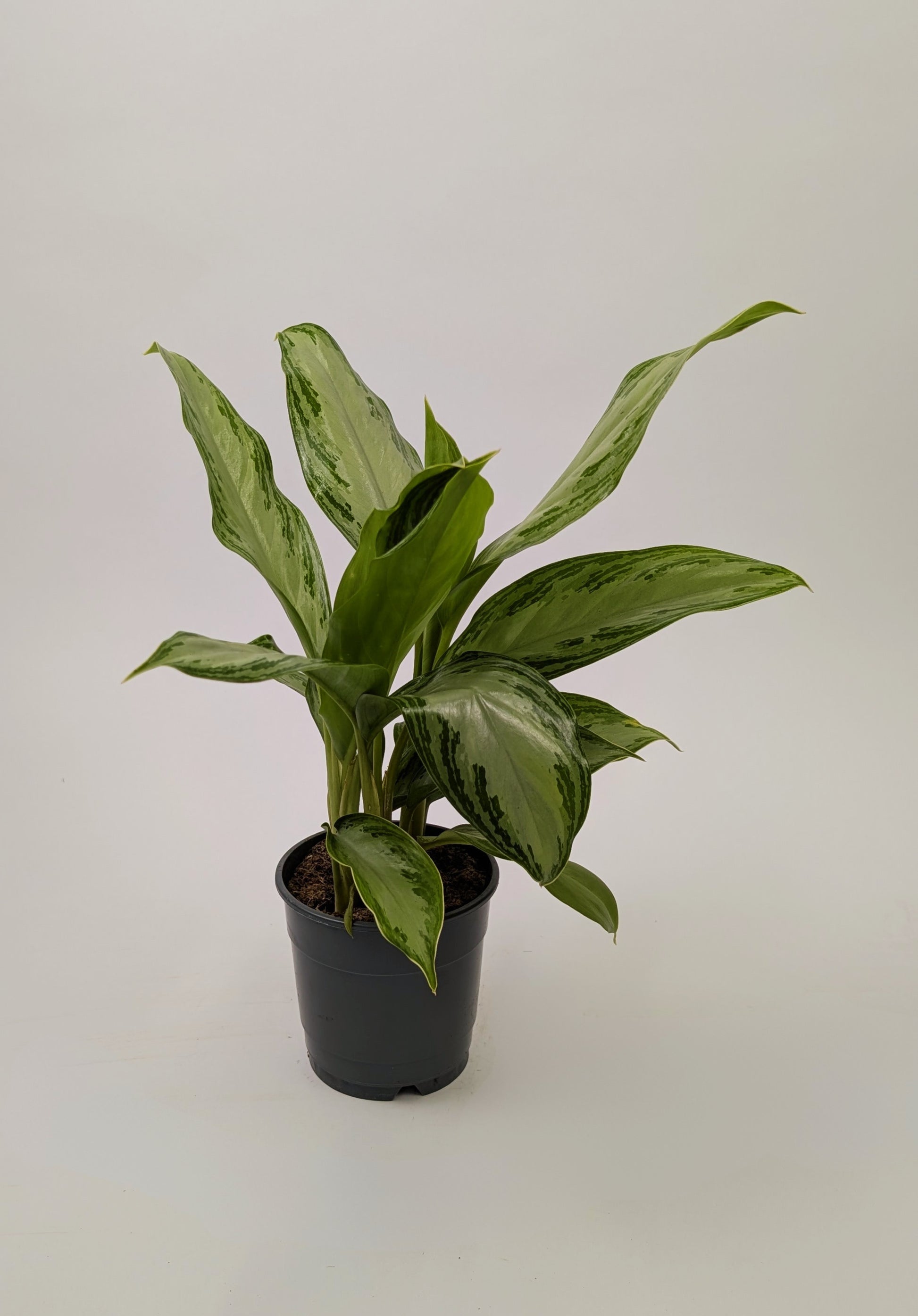 Aglaonema ‘Silver Bay’ Chinese Evergreen 12cm Pot House Plant