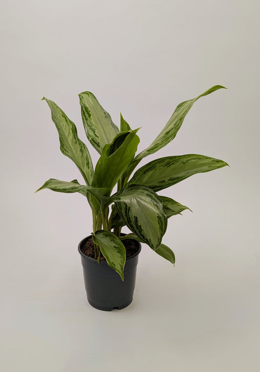 Aglaonema ‘Silver Bay’ Chinese Evergreen 12cm Pot House Plant