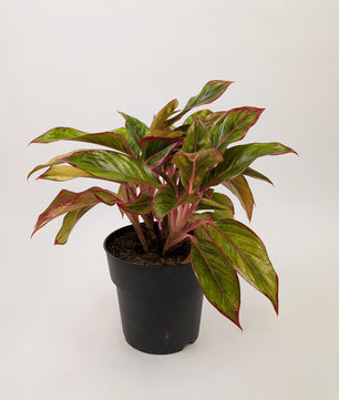 Aglaonema ‘Crete’ Chinese Evergreen 17cm Pot House Plant