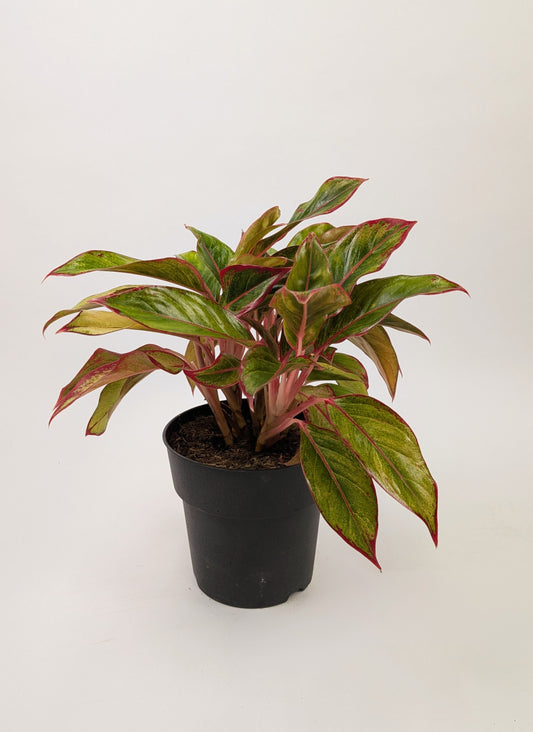 Aglaonema ‘Crete’ Chinese Evergreen 17cm Pot House Plant