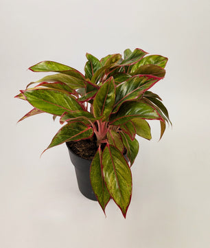 Aglaonema ‘Crete’ Chinese Evergreen 17cm Pot House Plant