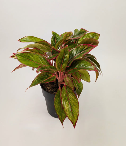 Aglaonema ‘Crete’ Chinese Evergreen 17cm Pot House Plant