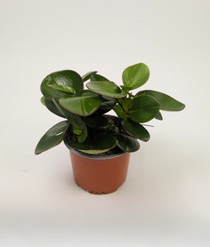 Peperomia Clusiifolia Red Margin 12cm Pot