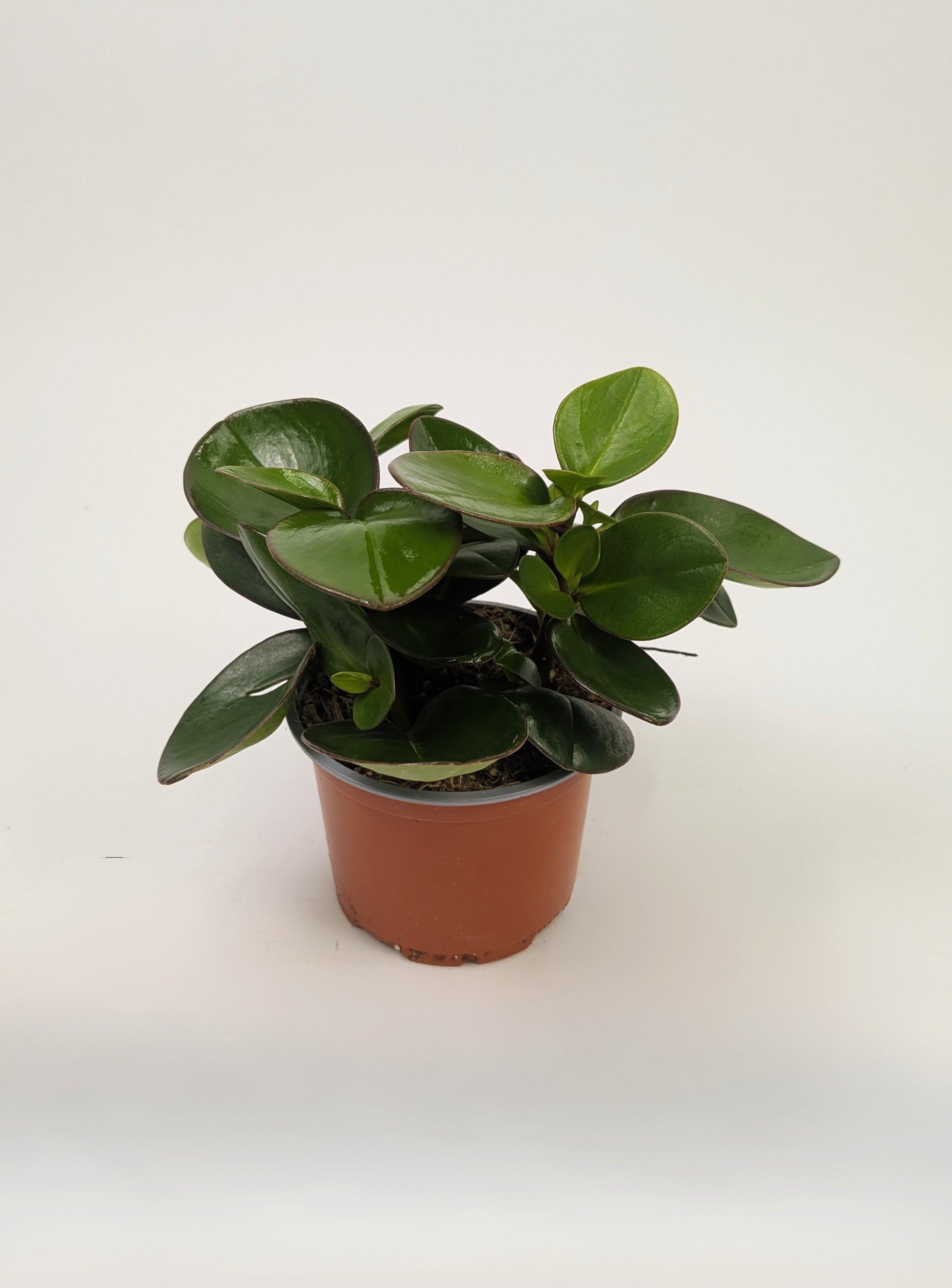 Peperomia Clusiifolia Red Margin 12cm Pot